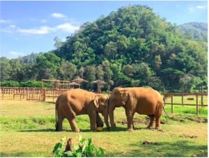 Por DFG: Instituto Elephant Nature Park - Doações