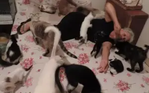 Apoio para meus amados animais de rua