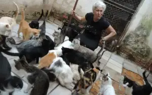Apoio para meus amados animais de rua