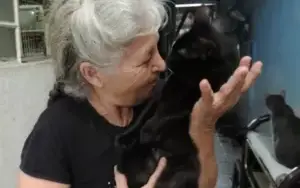 Apoio para meus amados animais de rua