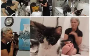 Apoio para meus amados animais de rua