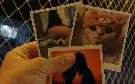 Foto polaroide