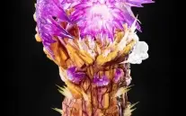 Goku vs Vegeta na terra stl