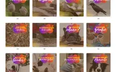 Pack Canva Petshop Vol 1 - 100 Artes Editáveis