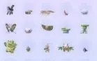 Conta Pokemon Go