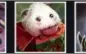 Conta league Of Legends,skins da foto,borda de platina,mmr m