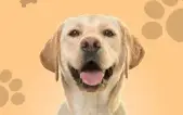 Nutrição Canina
