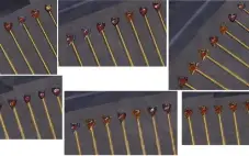 Conta Albion Online 700 em Bruxo, Craft e Coleta