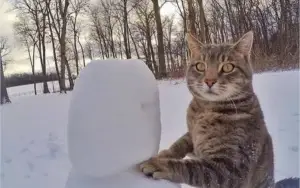 MAIS DE 5 MIL FOTOS DE GATOS