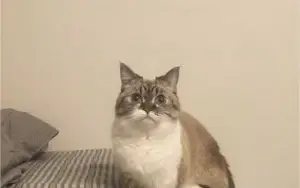 MAIS DE 5 MIL FOTOS DE GATOS