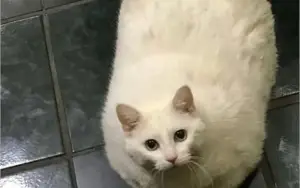 MAIS DE 5 MIL FOTOS DE GATOS