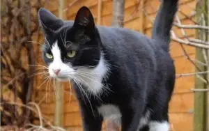 MAIS DE 5 MIL FOTOS DE GATOS