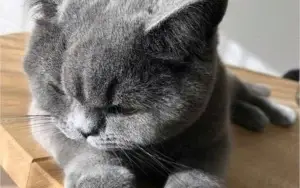 MAIS DE 5 MIL FOTOS DE GATOS