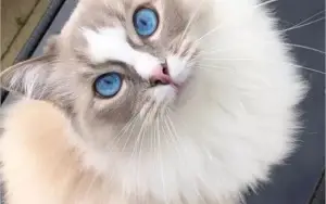 MAIS DE 5 MIL FOTOS DE GATOS