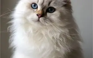 MAIS DE 5 MIL FOTOS DE GATOS