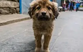 Ajude Os Dog Da Rua - Sergipe