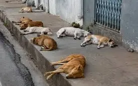 Ajude Os Dog Da Rua - Sergipe