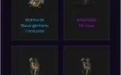 World of Warcraft- 8 level 100, 4 level 20 e 1 level 32