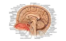 Netter Atlas De Anatomia Humana 6ª edição português.