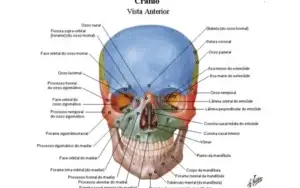 Netter Atlas De Anatomia Humana 6ª edição português.