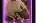 Montaria: Dune Scavenger