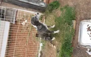 Doação Cães Abandonados