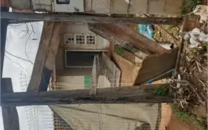 Doação Cães Abandonados