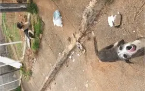 Doação Cães Abandonados