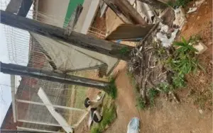 Doação Cães Abandonados