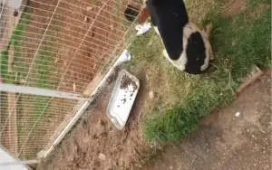 Doação Cães Abandonados