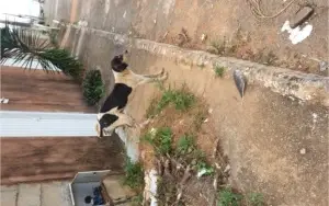 Doação Cães Abandonados