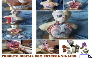 STL Para Impressão 3D - Anatomia Torso Humano