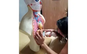 STL Para Impressão 3D - Anatomia Torso Humano