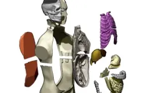 STL Para Impressão 3D - Anatomia Torso Humano