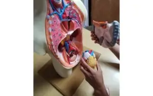 STL Para Impressão 3D - Anatomia Torso Humano