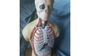 STL Para Impressão 3D - Anatomia Torso Humano
