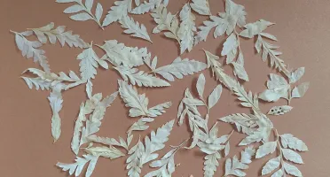 Samambaia Desidratadas - Renda Portuguesa