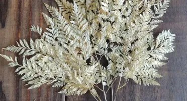 Samambaia Desidratadas - Renda Portuguesa