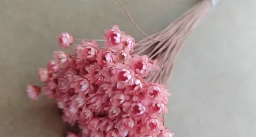 Flores Secas - Sempre Viva (maço com 200 florzinhas)