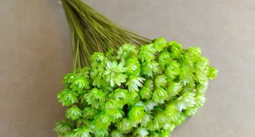 Flores Secas - Sempre Viva (maço com 200 florzinhas)