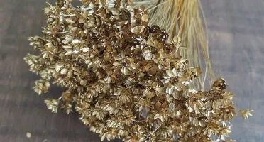 Flores Secas - Sempre Viva (maço com 200 florzinhas)