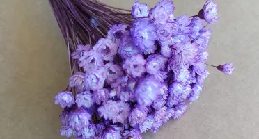Flores Secas - Sempre Viva (maço com 200 florzinhas)