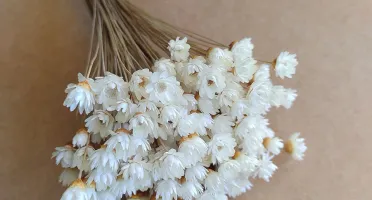 Flores Secas - Sempre Viva (maço com 200 florzinhas)