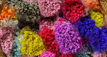 Flores Secas - Sempre Viva (maço com 200 florzinhas)