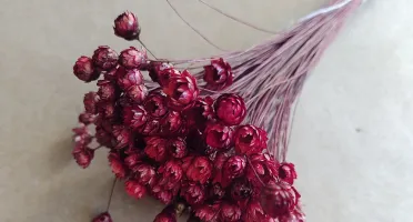 Flores Secas - Sempre Viva (maço com 200 florzinhas)