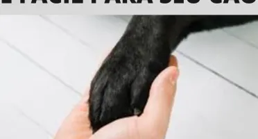Adestramento de Pet