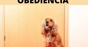 Adestramento de Pet