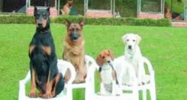 Adestramento de Pet