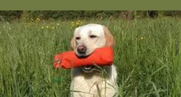 Adestramento de Pet
