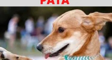 Adestramento de Pet